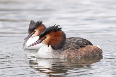 Büyük Armalı Yunus (Podiceps kriteri)