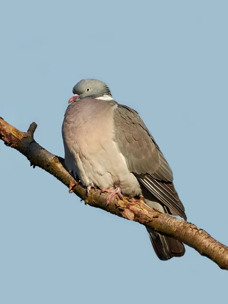 Paloma de madera común (Columba palumbus) — Foto de Stock