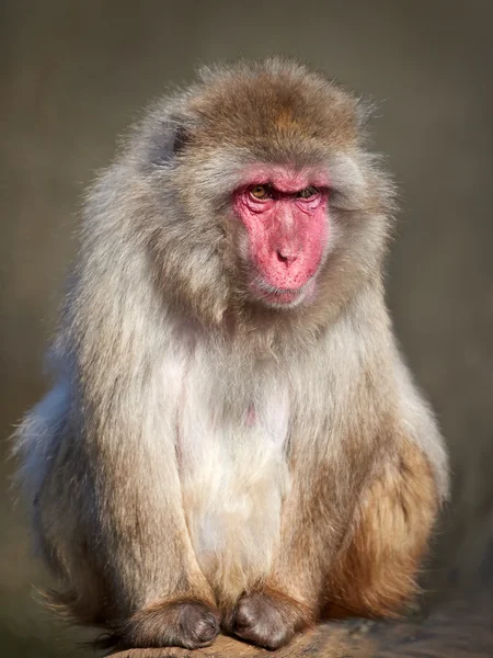 Macaco japonês (Macaca fuscata ) — Fotografia de Stock
