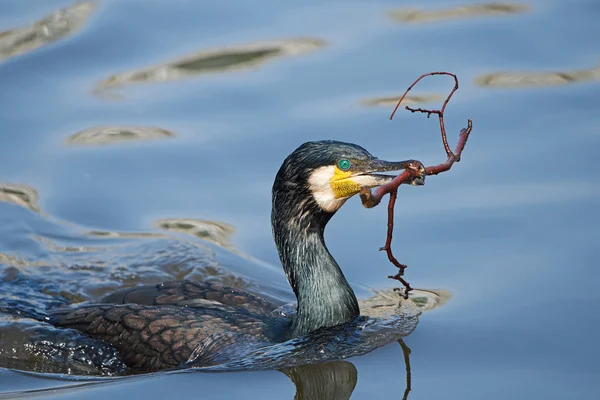 Velký kormorán (Phalacrocorax carbo) — Stock fotografie