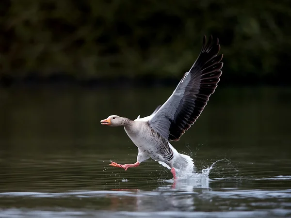 Greylag goose (Anser anser) — Stock Photo, Image