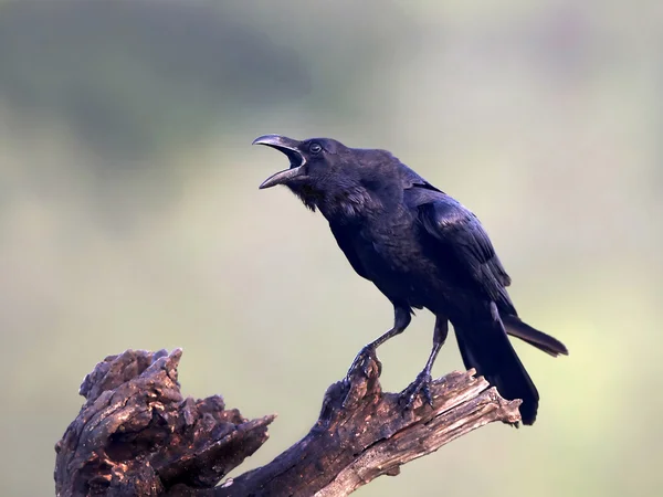 Genel Kuzgun (Corvus corax)