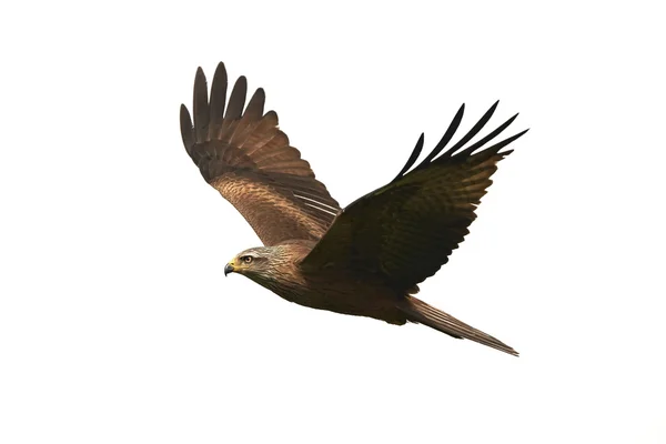 Black kite (Milvus migrans) — Stock Photo, Image