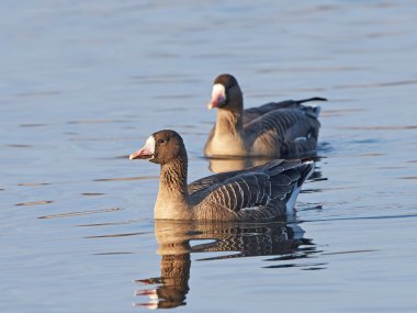 Daha Beyaz Önlü Kaz (anser albifrons))