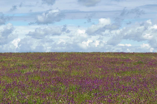 Extremadura flower fields — Stock Photo, Image