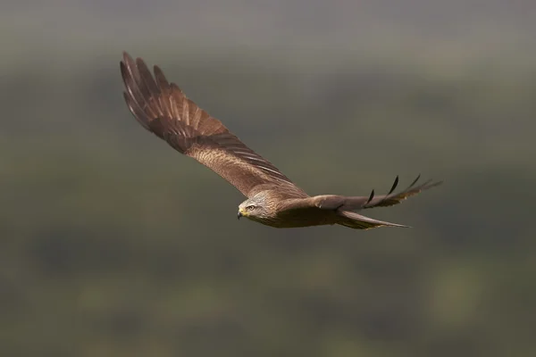 Black kite (Milvus migrans) — Stock Photo, Image