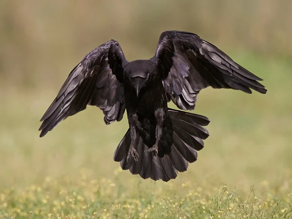 一般的なレイヴン(Corvus corax)) — ストック写真
