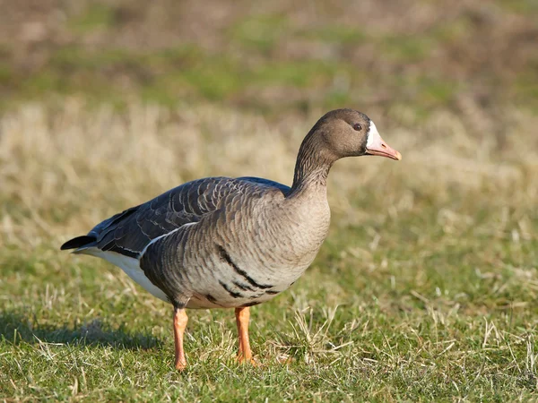 Greater white-fronted goose (Anser albifrons) — Stock Photo, Image