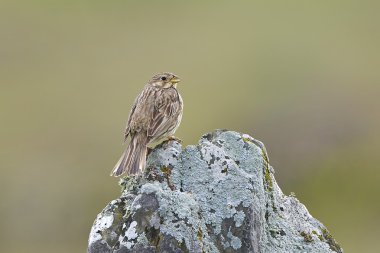 tarla kiraz kuşu (emberiza calandra)