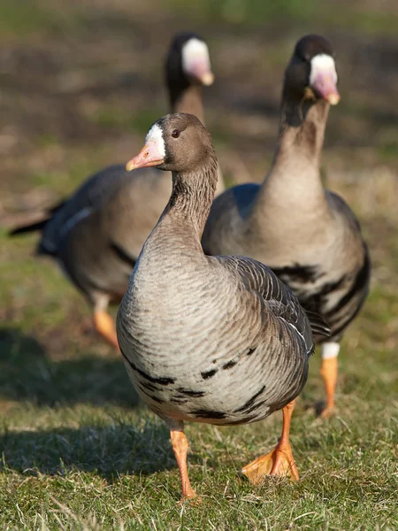 大きな白い正面のガチョウ(回答albifrons)) — ストック写真