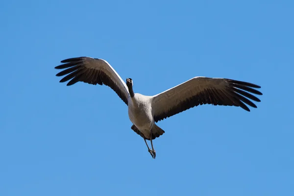 Common crane (Grus grus) — Stock Photo, Image