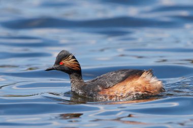 kara boyunlu batağan (podiceps nigricollis)