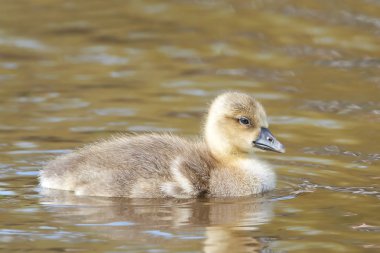 Greylag kaz (Anser anser)