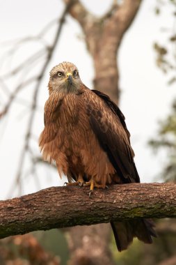 siyah uçurtma (milvus migrans)