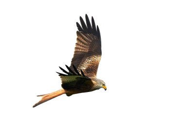 Kırmızı Uçurtma (Milvus milvus)