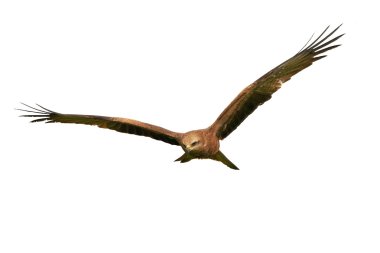 siyah uçurtma (milvus migrans)