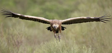 Griffon akbabası (Gyps fulvus)