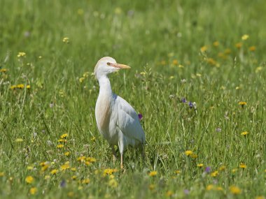 Egret Sığırı (Bubulcus ibis)