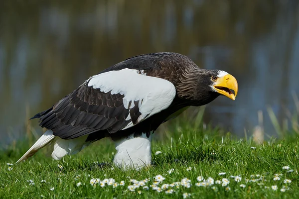 Stellers sea eagle (Haliaeetus pelagicus) — Stock Photo, Image