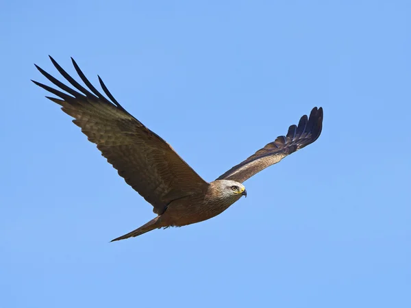 Black kite (Milvus migrans) — Stock Photo, Image