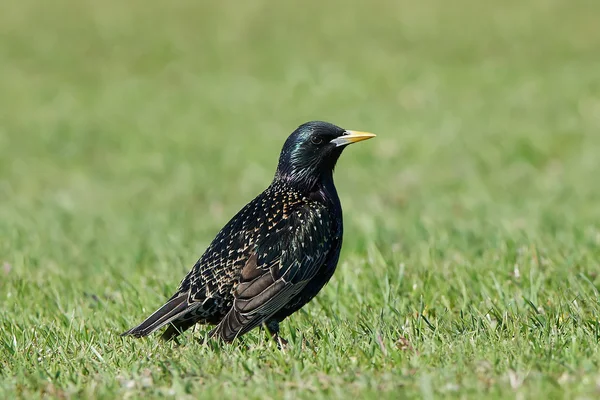 Běžný špaček (Sturnus vulgaris) — Stock fotografie