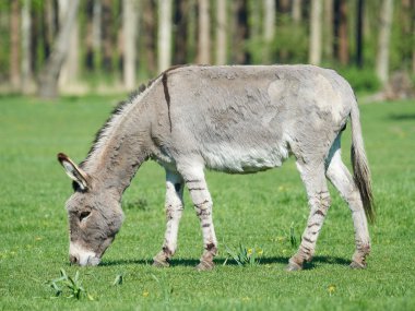 Eşek (Equus africanus asinus)
