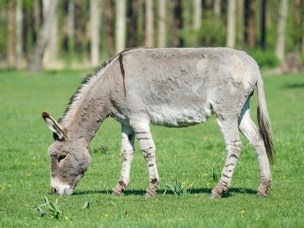 Osioł (Equus africanus asinus) — Zdjęcie stockowe