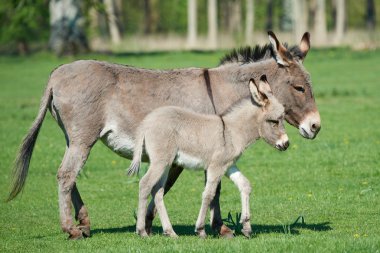 Eşek (Equus africanus asinus)