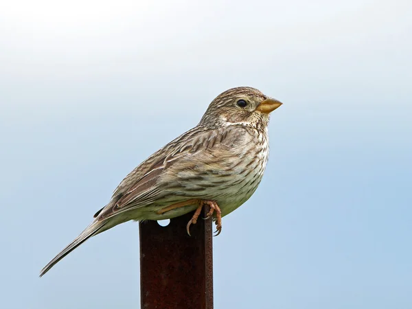 Strnad luční (emberiza calandra) — Stock fotografie