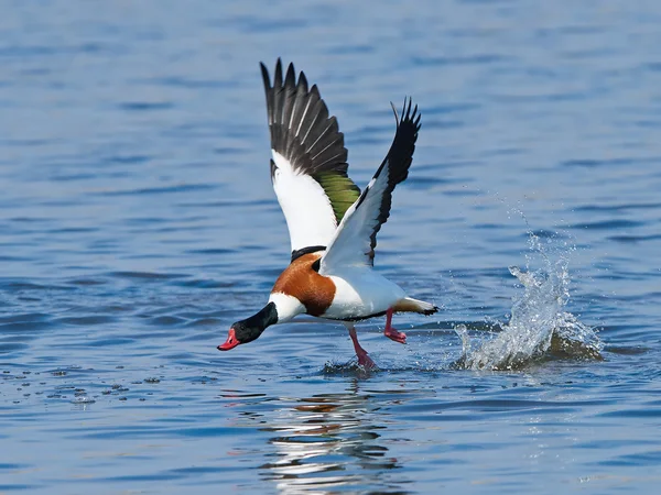 Common shelduck (Tadorna tadorna) — Stock Photo, Image