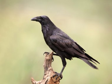 Genel Kuzgun (Corvus corax)