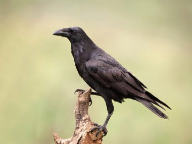 Common raven (Corvus corax) clipart