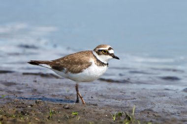 küçük halkalı yağmurkuşu (charadrius dubius)