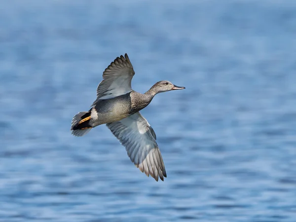 Ánade friso (Anas strepera) — Foto de Stock