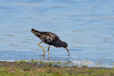 Ruff (Philomachus pugnax)
