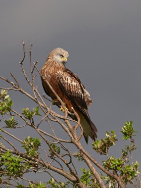 Kırmızı Uçurtma (Milvus milvus)