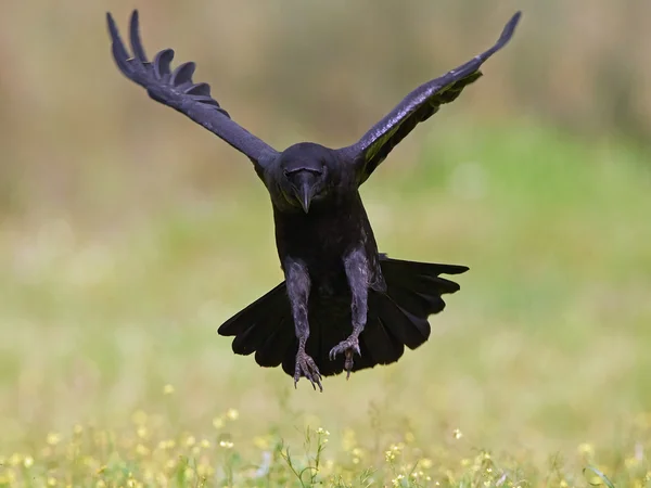 Közönséges holló (Corvus corax) — Stock Fotó