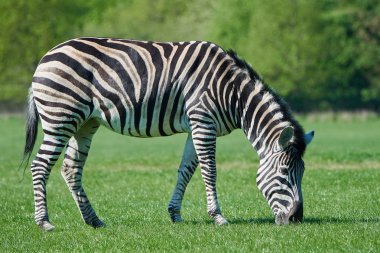 Chapmans zebra (Equus burchelli chapmani)