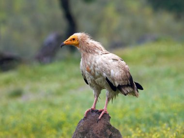 Mısır akbabası (Neophron Percnopterus)