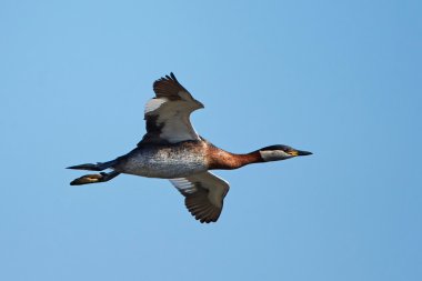 Kızıl boyunlu batağan (Podiceps grisegena)