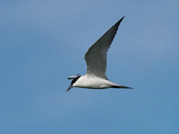 Tern-de-bico-gaivota (Gelochelidon nilotica ) — Fotografia de Stock