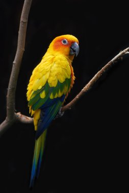 Güneş muhabbet kuşu (Aratinga solstitialis)
