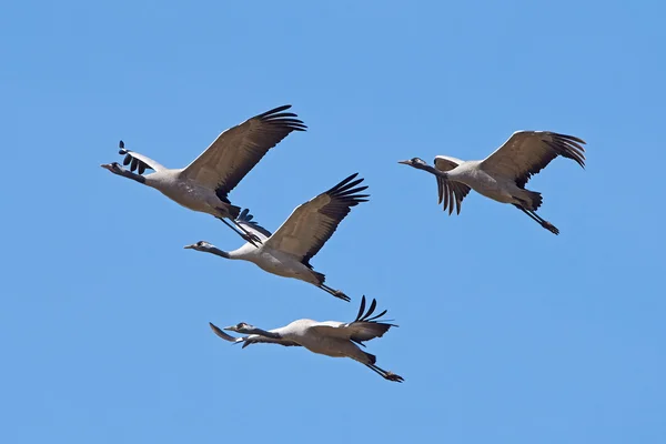 Grúa común (Grus grus ) — Foto de Stock