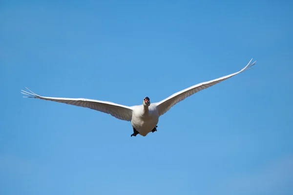 Немой лебедь (Cygnus olor) — стоковое фото