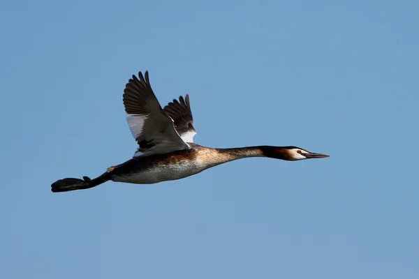 Grote kuif Grebe (Podiceps cristatus) — Stockfoto