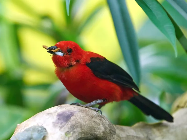 Brazilian tanager (Ramphocelus bresilius) Stock Image