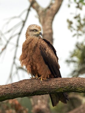siyah uçurtma (milvus migrans)
