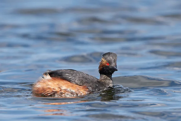 Zwarte Rondbodemkolf fuut (podiceps nigricollis) — Stockfoto