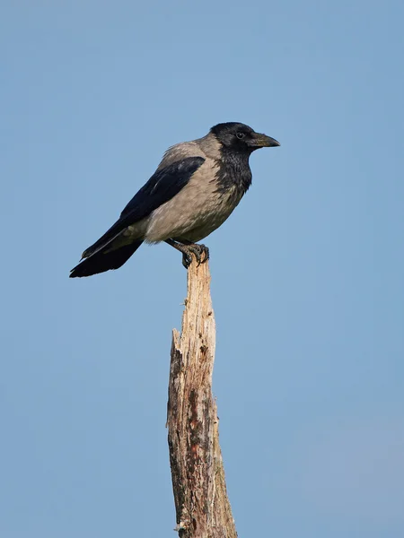 Kraaienkap (Corvus Cornix)) — Stockfoto