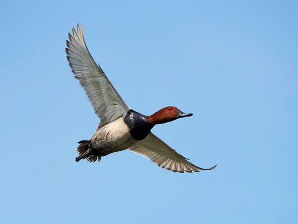 Загальні Pochard (Aythya ferina) — стокове фото